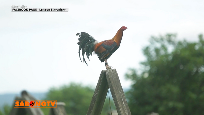 Matuto kay Patong Ledesma ng mga Conditioning Practices sa Paghahanda ng mga Manok sa Powered by LDI May 24, 2025